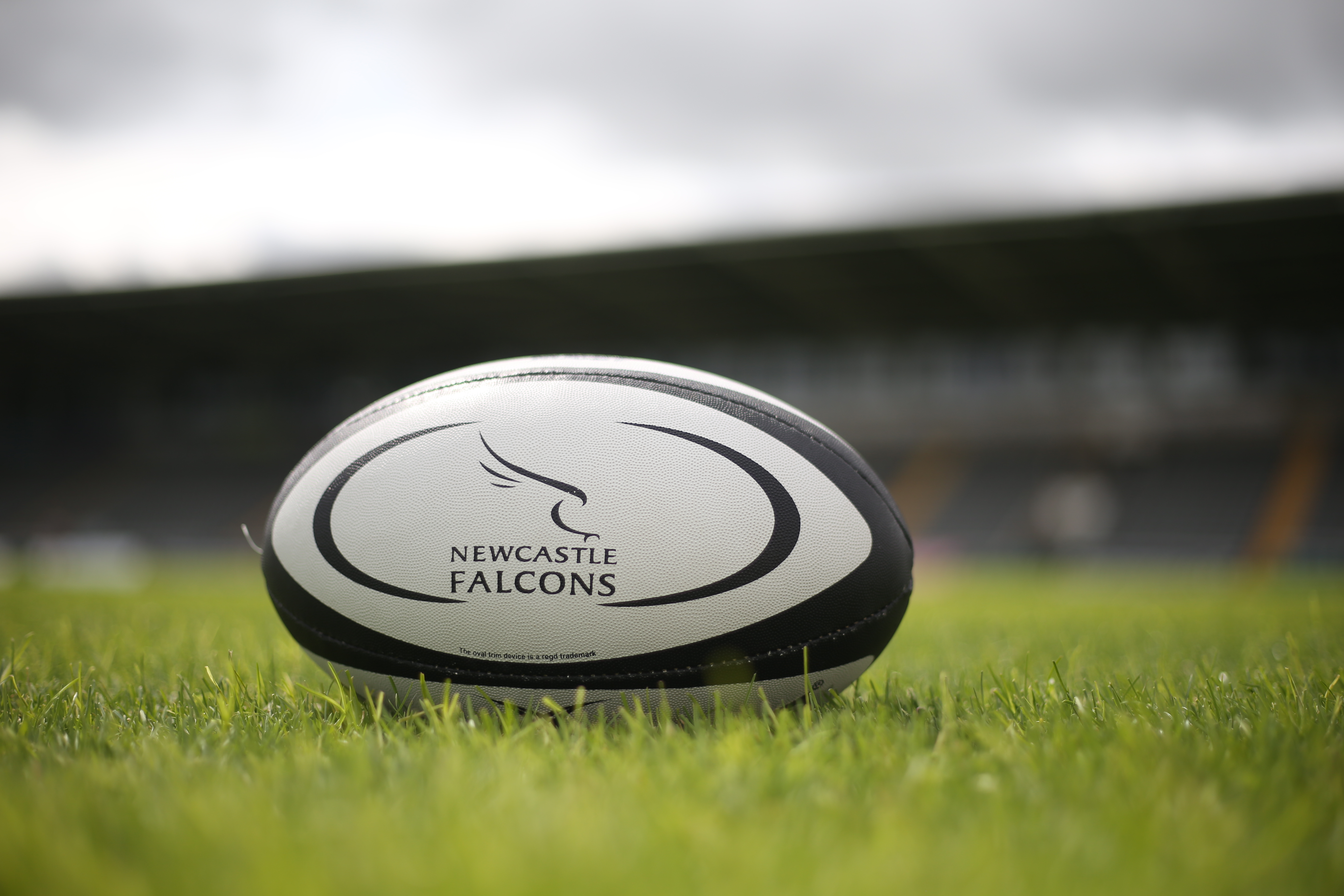 Season tickets - Newcastle Falcons